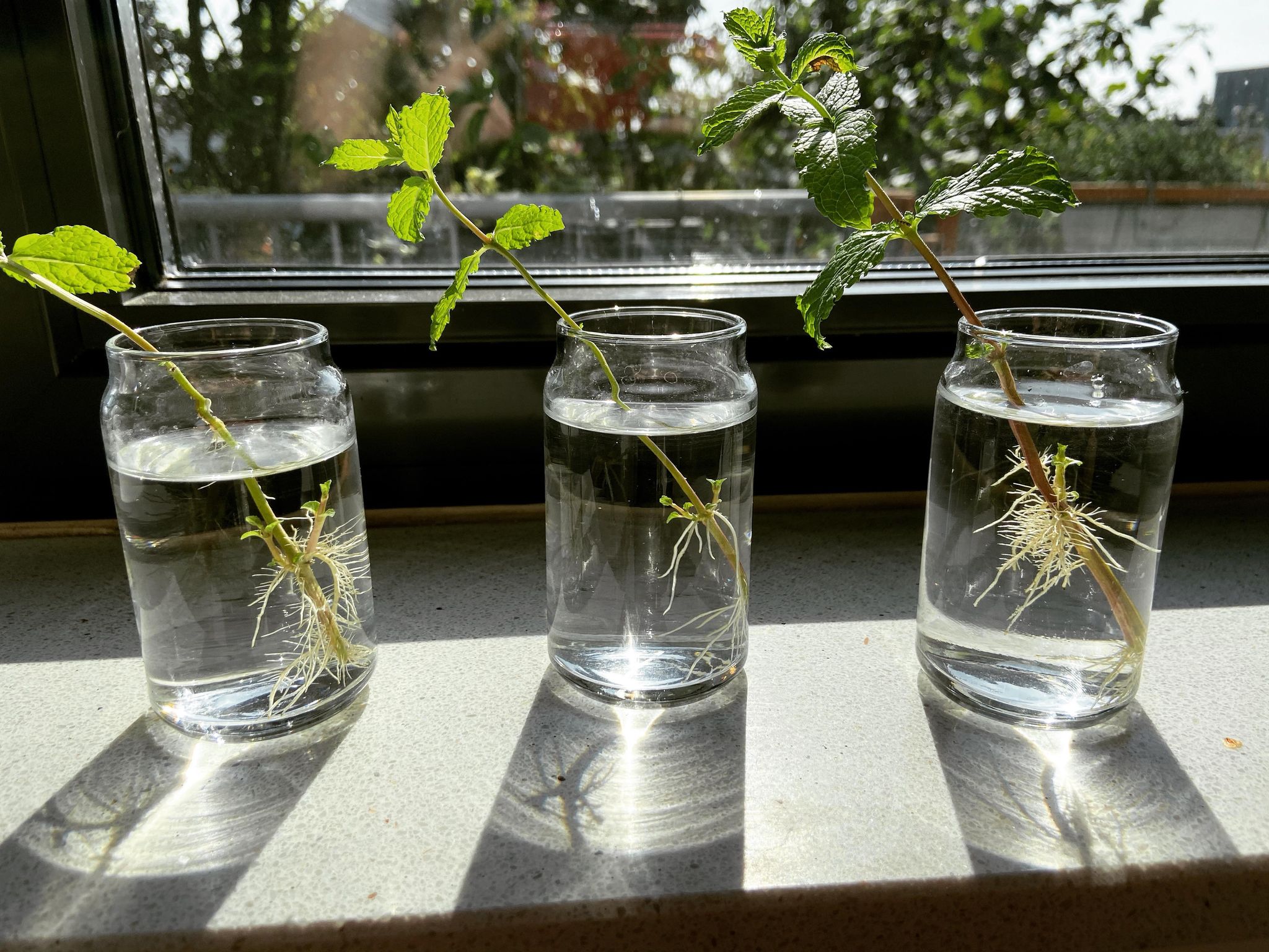 Windowsill mint propagation station