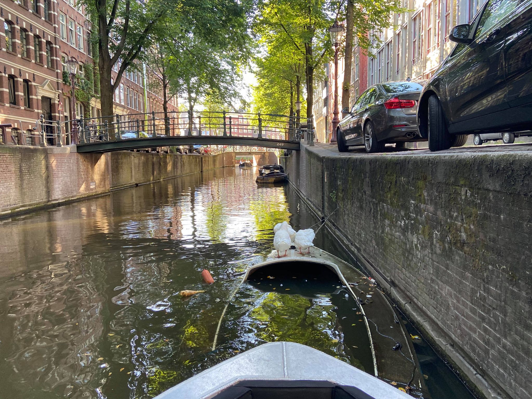 two white ducks in a canal checking out a sunken boat